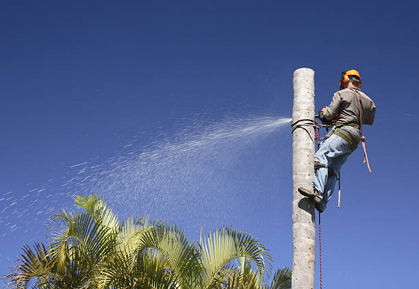  Appleton City, MO Tree Services Pros