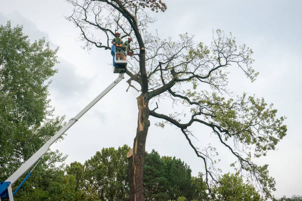 Best Fruit Tree Pruning  in Appleton City, MO