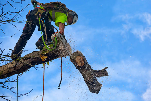 Best Hazardous Tree Removal  in Appleton City, MO